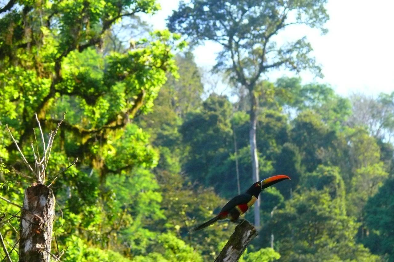 Rafiki Safari Lodge Savegre Phòng bức ảnh